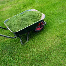 lawn care and landscaping