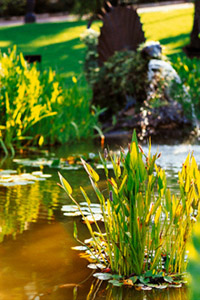 outdoor pond installation